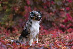 female Miniature Australian Shepherd