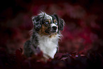 female Miniature Australian Shepherd