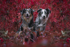 2 Miniature Australian Shepherd