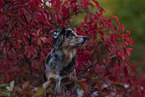 female Miniature Australian Shepherd