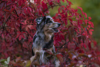 female Miniature Australian Shepherd