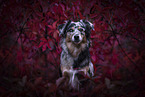 female Miniature Australian Shepherd