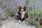 female Miniature Australian Shepherd