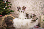female Miniature Australian Shepherd