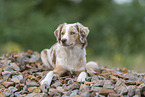female Miniature Australian Shepherd