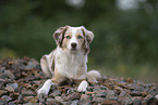 female Miniature Australian Shepherd
