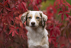 female Miniature Australian Shepherd