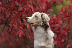female Miniature Australian Shepherd