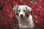 female Miniature Australian Shepherd