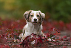 female Miniature Australian Shepherd
