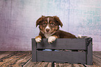 Miniature Australian Shepherd Puppy