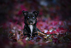 Miniature Australian Shepherd in foliage