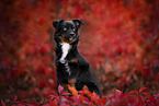 Miniature Australian Shepherd in foliage