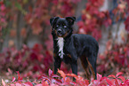 Miniature Australian Shepherd in foliage