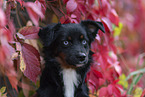 Miniature Australian Shepherd in foliage