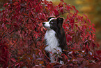 Miniature Australian Shepherd in foliage