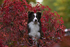 Miniature Australian Shepherd in foliage
