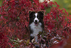 Miniature Australian Shepherd in foliage