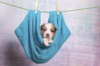 Miniature Australian Shepherd Puppy