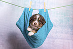 Miniature Australian Shepherd Puppy