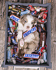 Miniature Australian Shepherd Puppy