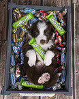 Miniature Australian Shepherd Puppy