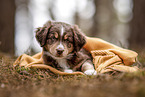 Miniature Australian Shepherd Puppy