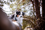 adult Miniature Australian Shepherd