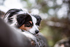 adult Miniature Australian Shepherd