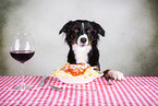 adult Miniature Australian Shepherd