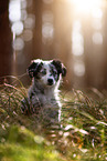 young Miniature Australian Shepherd