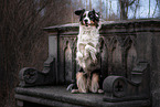 adult Miniature Australian Shepherd