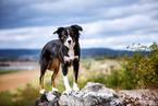 adult Miniature Australian Shepherd