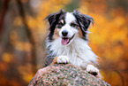 adult Miniature Australian Shepherd
