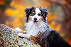 adult Miniature Australian Shepherd