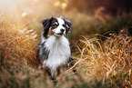 adult Miniature Australian Shepherd