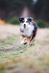adult Miniature Australian Shepherd