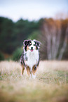 adult Miniature Australian Shepherd