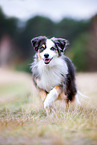 adult Miniature Australian Shepherd