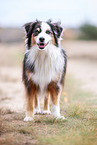 adult Miniature Australian Shepherd
