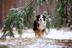 adult Miniature Australian Shepherd
