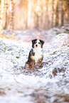 adult Miniature Australian Shepherd