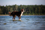 adult Miniature Australian Shepherd