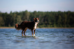 adult Miniature Australian Shepherd