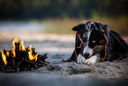 adult Miniature Australian Shepherd