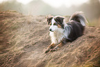 adult Miniature Australian Shepherd