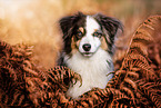 adult Miniature Australian Shepherd