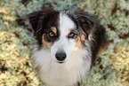 adult Miniature Australian Shepherd