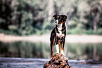 adult Miniature Australian Shepherd