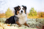 adult Miniature Australian Shepherd